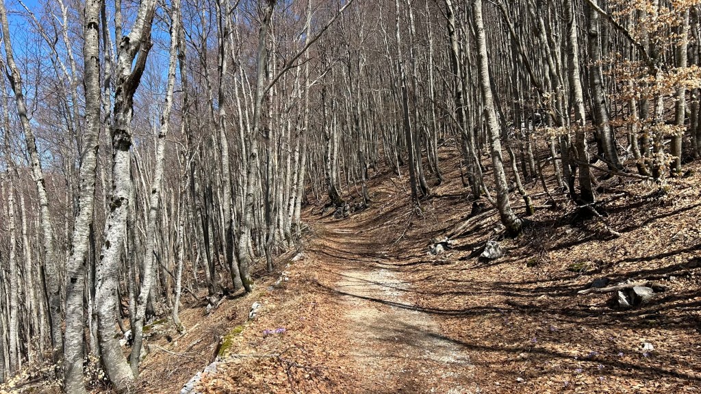 A winding dirt path through a forest of bare trees with patches of leaves on the ground under a clear blue sky.