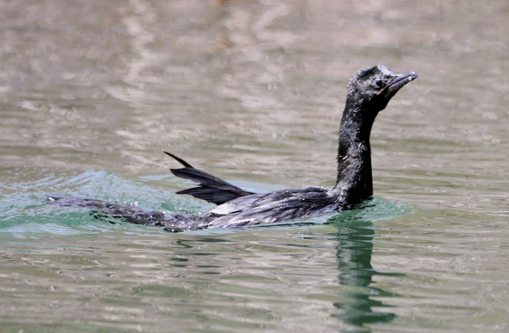 A black bird swimming in clear water, featuring a long neck and partially outstretched wings.