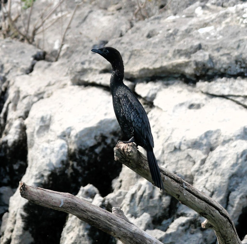 A black cormorant perched on a branch over rocky terrain.