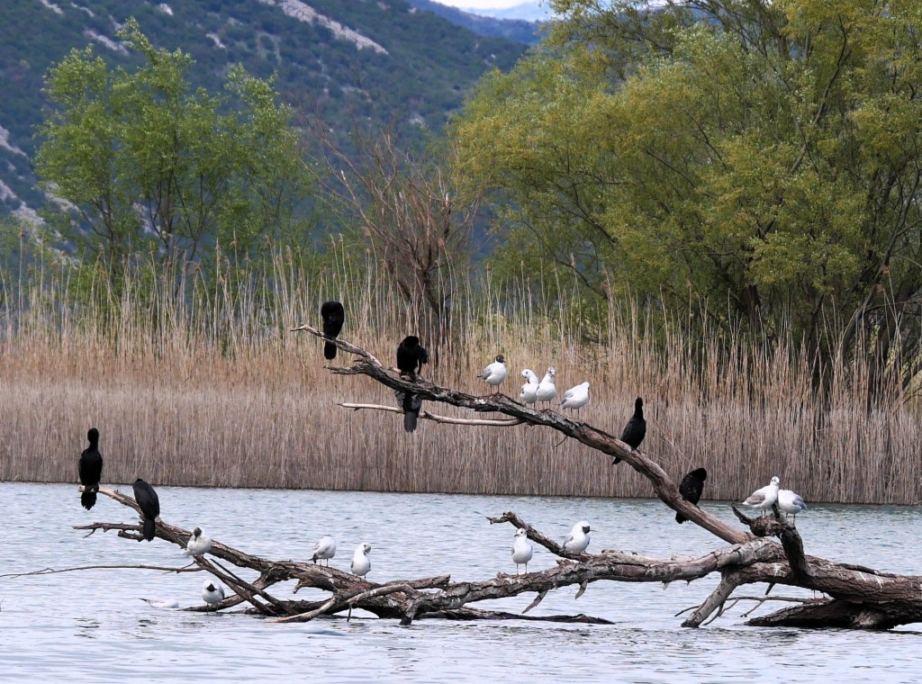 A variety of birds perched on a wooden branch extending over a calm lake, surrounded by lush greenery and tall reeds in the background.