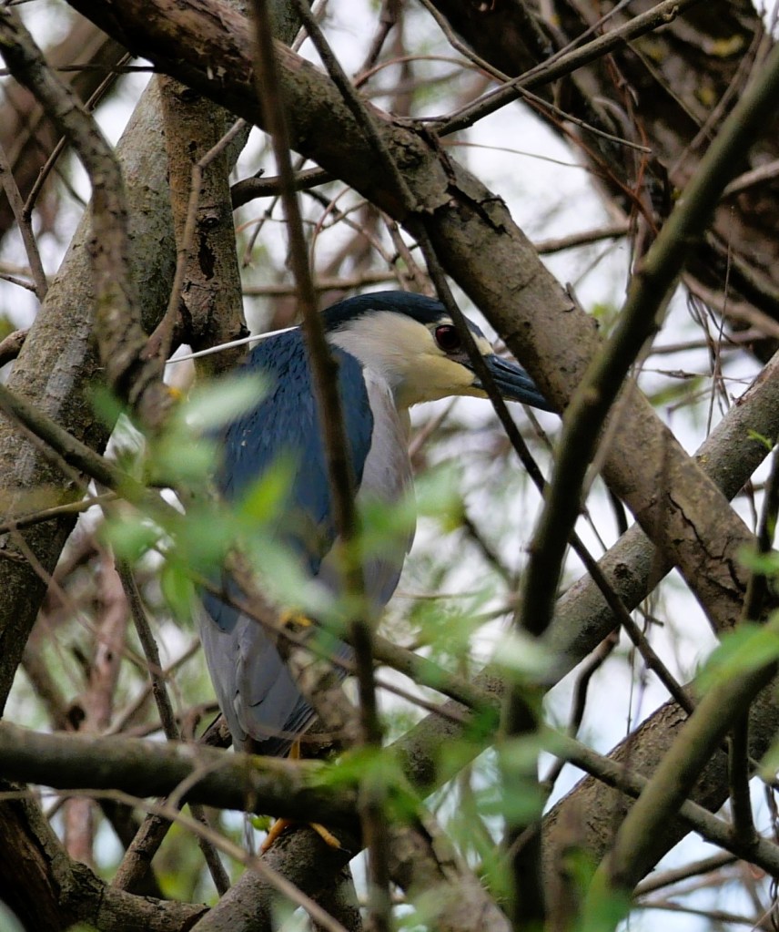 A black-crowned night heron partially hidden among branches and foliage.