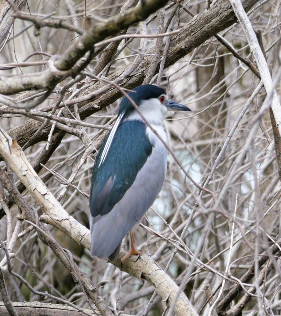 A black-crowned night heron perched on a branch among bare twigs, showcasing its distinctive grey and black plumage.
