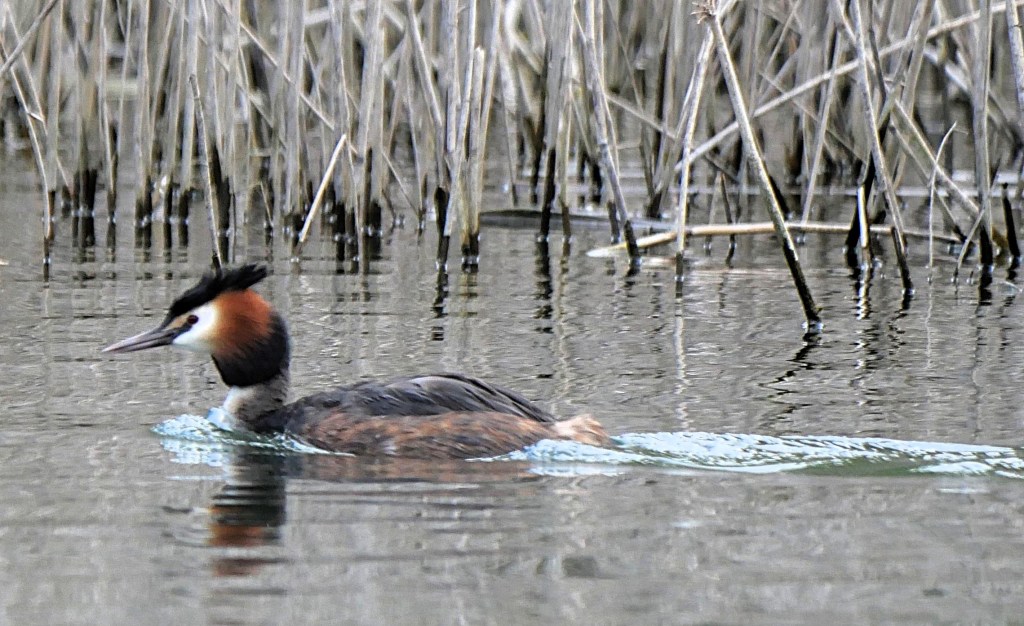 A Great Crested Grebe swimming on a calm water surface, surrounded by tall reeds.
