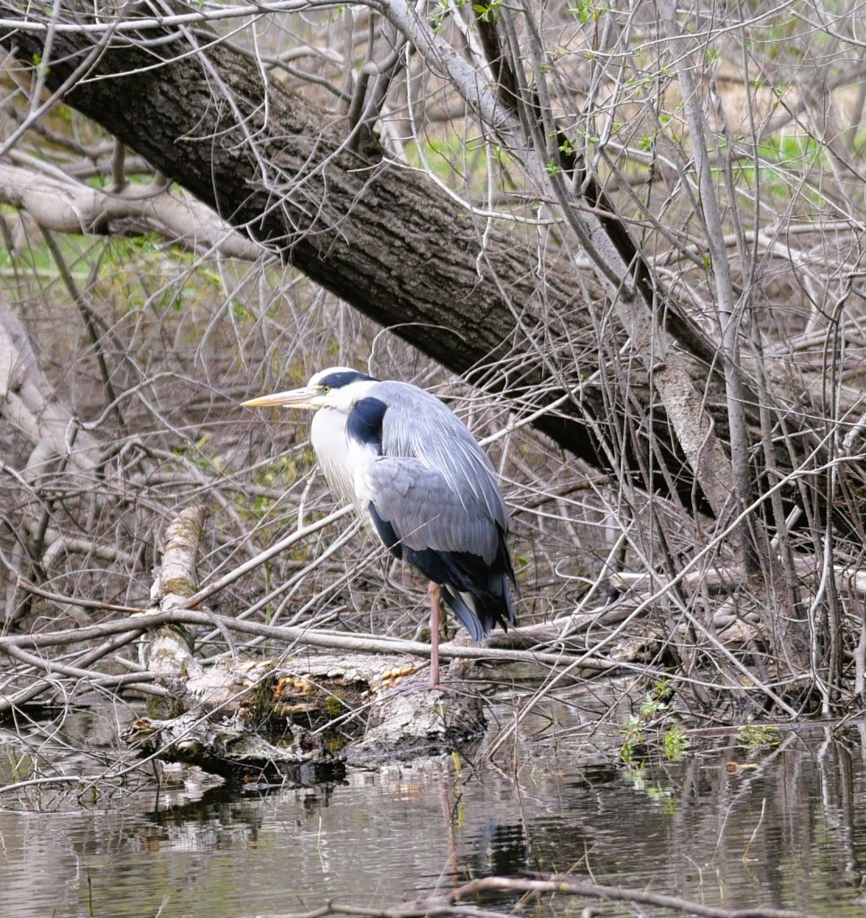 A grey heron standing on a log in a calm waterway, surrounded by bare tree branches and twigs.