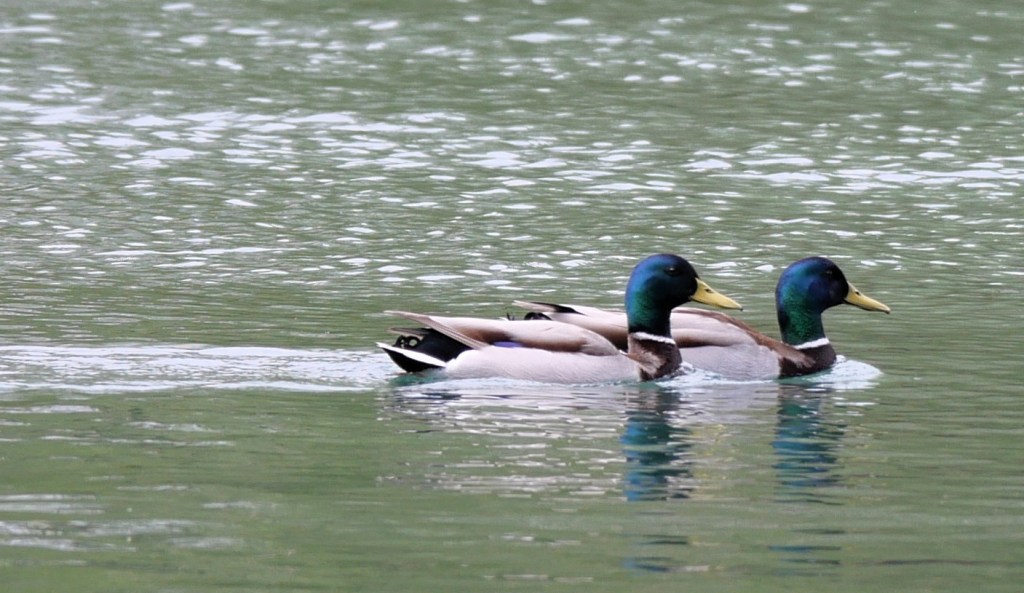 Two male mallard ducks swimming on a calm green pond.