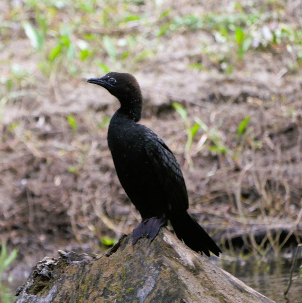 A bird perched on a rock by the water, showcasing a sleek black plumage and a distinctive silhouette.