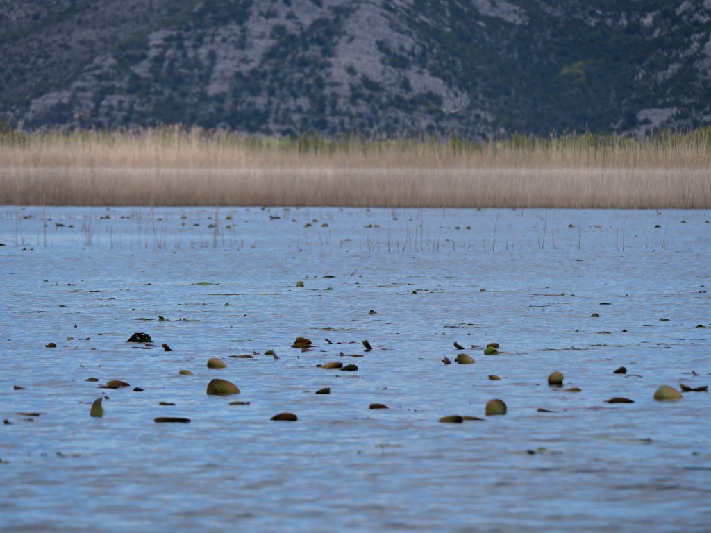 A serene water landscape featuring lily pads floating on the surface, with tall reeds in the background against a rocky hill.