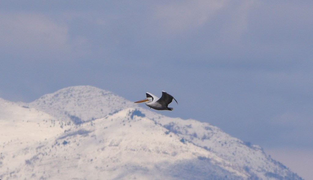A pelican flying over snowy mountains under a cloudy sky.