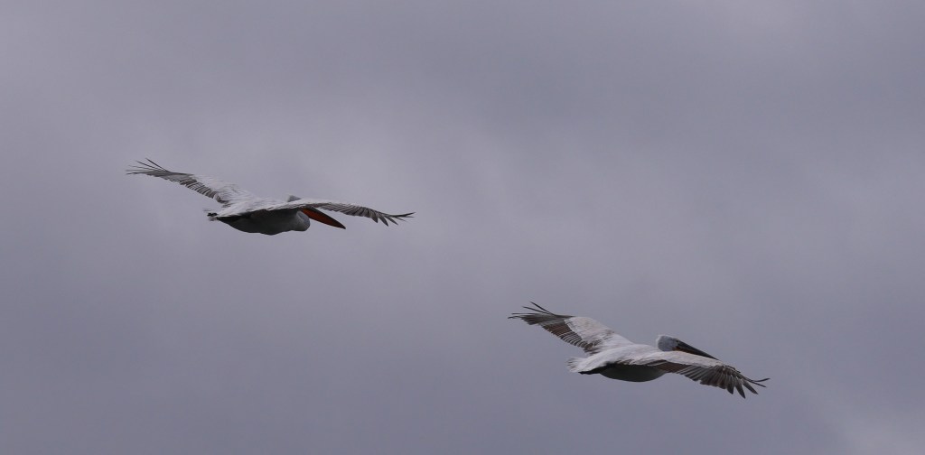 Two large birds flying against a cloudy sky.