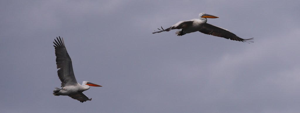 Two pelicans soaring in the sky, with one in the foreground and another slightly behind, against a backdrop of grey clouds.
