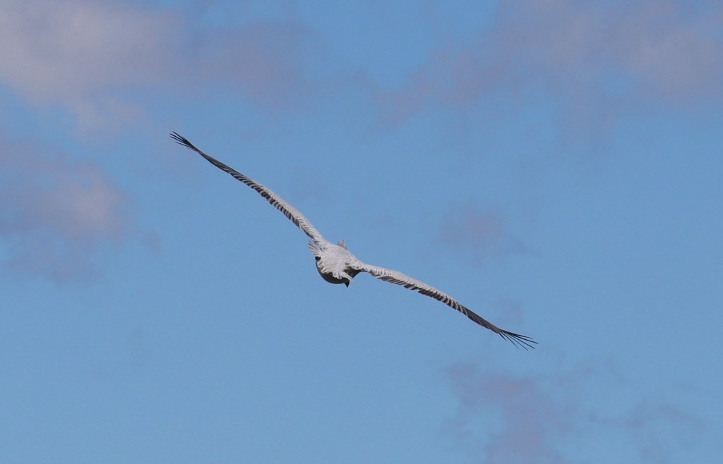 A bird soaring gracefully in the sky with outstretched wings against a blue background with wispy clouds.