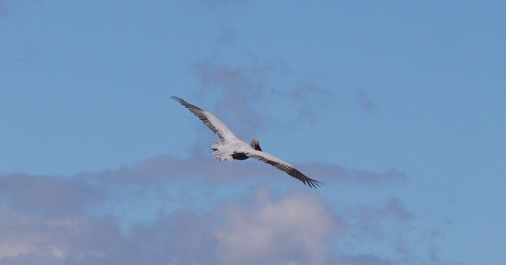 A pelican soaring gracefully in a clear blue sky with wispy clouds.