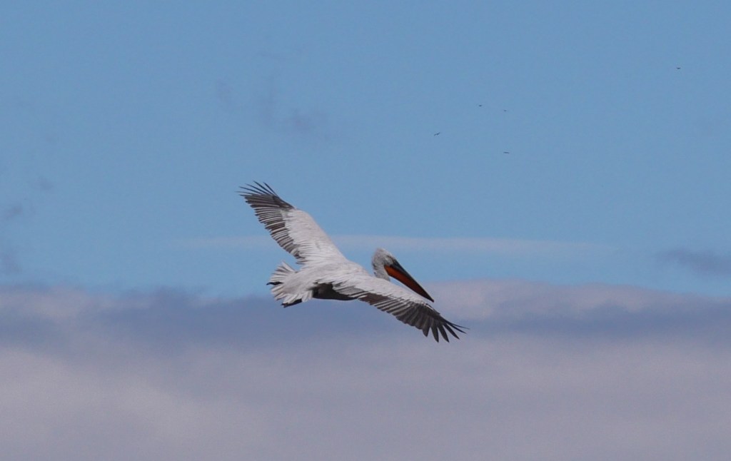 A pelican soaring gracefully in the sky against a backdrop of blue and wispy clouds.