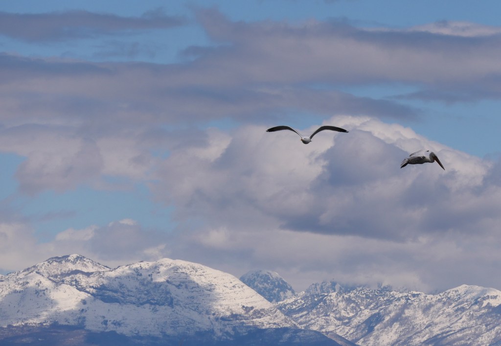 Two birds flying against a backdrop of snow-capped mountains and a partly cloudy sky.