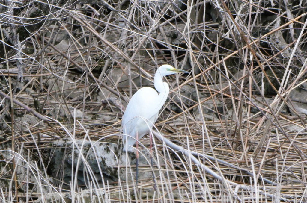 A white heron standing among dry twigs and stones in a natural setting.