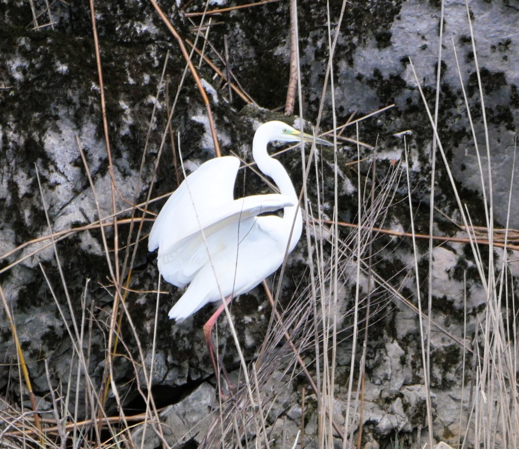 A white heron standing among dry grasses and rocks, with its wings partially raised.