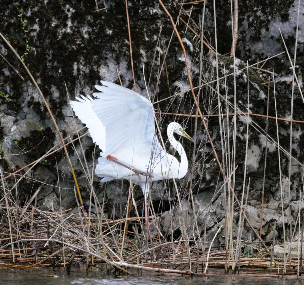A white heron standing among dry reeds by a rocky shoreline, with its wings partially spread.